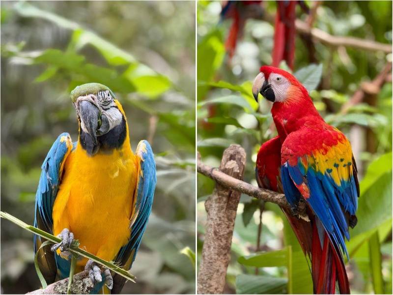 Supermercados Colonial y Pro-Alas unen fuerzas para proteger a la Guacamaya Roja y la biodiversidad de Honduras