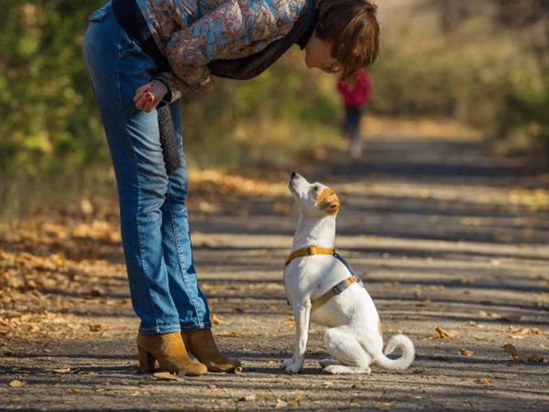 Las personas que duermen con su mascota tienen un mejor sueño, revela un estudio del Canisius College.
