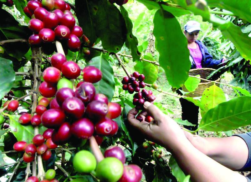 Caficultura no está lista para cumplir normativa europea sobre deforestación