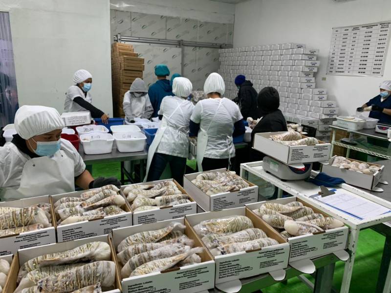 La captura de langosta en los bancos de pesca en el Caribe hondureño se ha vuelto más difícil, lo que generado que la producción para exportar se mantenga.