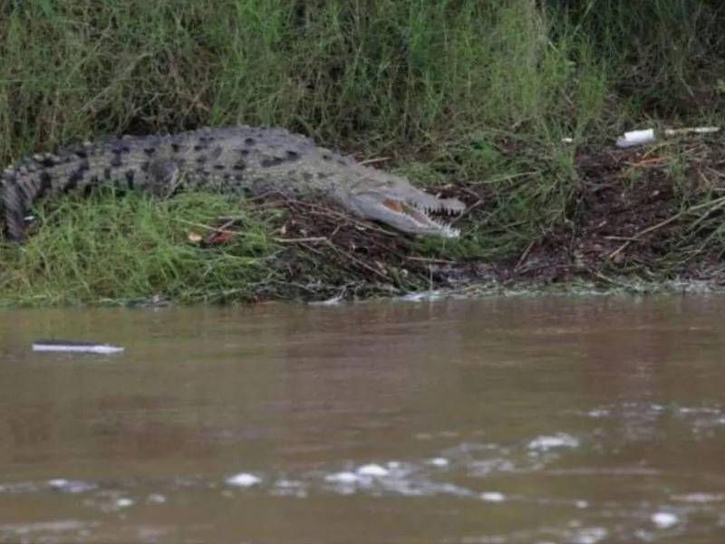 Imagen de referencia del avistamiento de un cocodrilo en el municipio de Alianza, Valle en 2025.