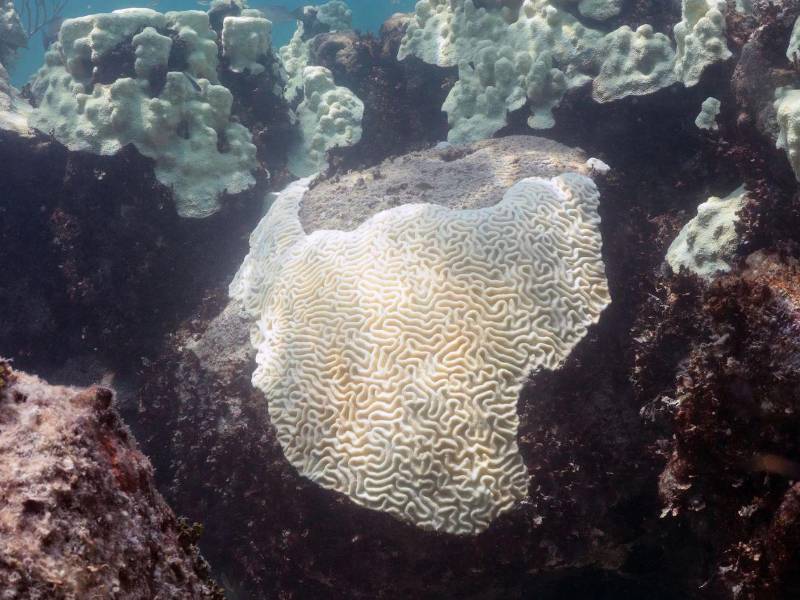 Fotografía cedida este 3 de junio por la Oficina Nacional de Administración Oceánica y Atmosférica (NOAA) que muestra el blanqueamiento en 2023 de corales en Cheeca Rocks (Florida, EE.UU.)