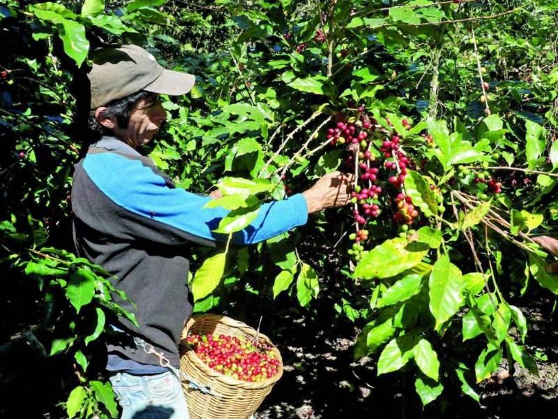 Comayagua se posiciona como el mayor productor nacional en una temporada que marcó un récord en captación de divisas.