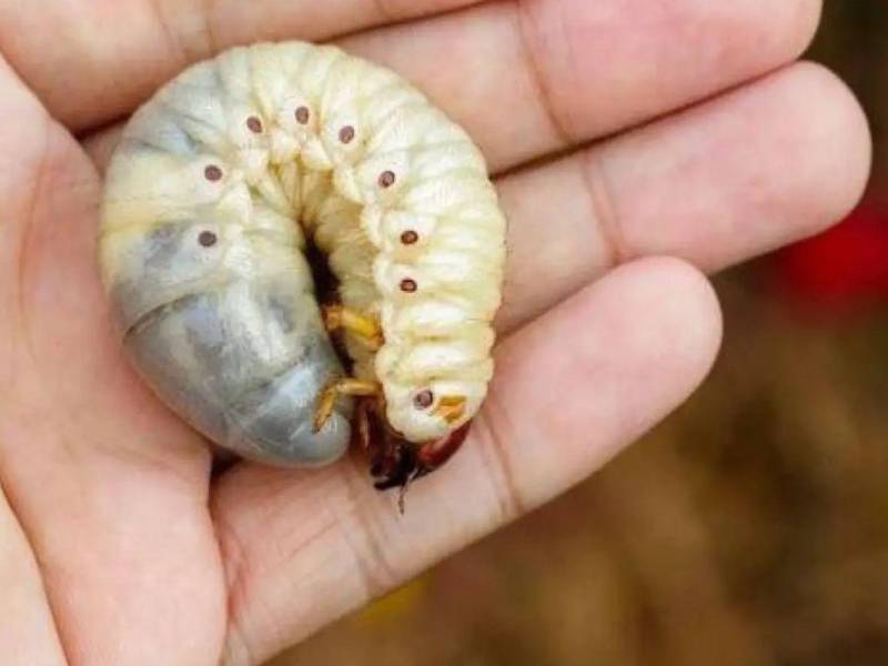 El nitenpiram elimina la mayoría de las larvas en cuestión de pocas horas pero no previene la infección ni protege contra una nueva infestación, indicó la FDA