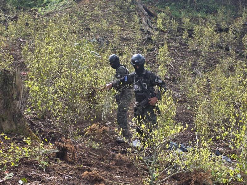 La Fuerza Naval de Honduras localizó la plantación en el Parque Nacional Botaderos.