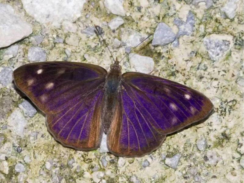 Fotografía a una mariposa de la especie <i>Eunica monima</i> ​​​​​​.