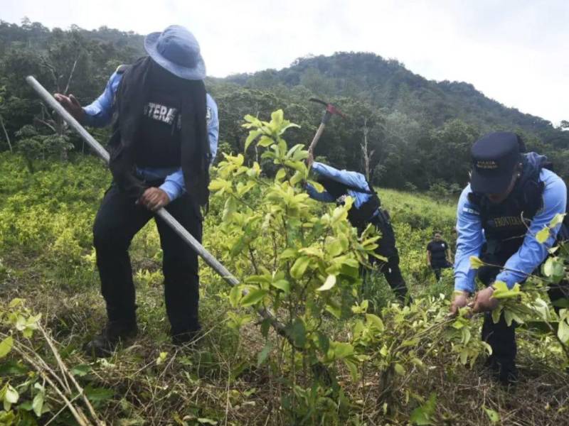 Honduras, por su parte, es descrita como país de tránsito clave para la cocaína que se desplaza desde Sudamérica hacia EEUU y Europa.