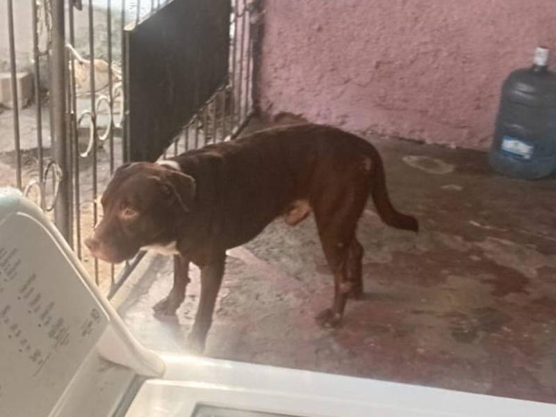 La madre de Alisson pide a las autoridades que intervengan y se lleven al perro hacia un refugio debido al peligro que representa.