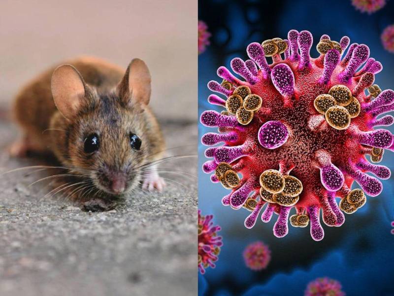 El hantavirus ha encendido las alertas sanitarias a nivel internacional tras confirmarse un brote en un crucero que navegaba en el Atlántico, donde varios pasajeros y tripulantes resultaron contagiados.