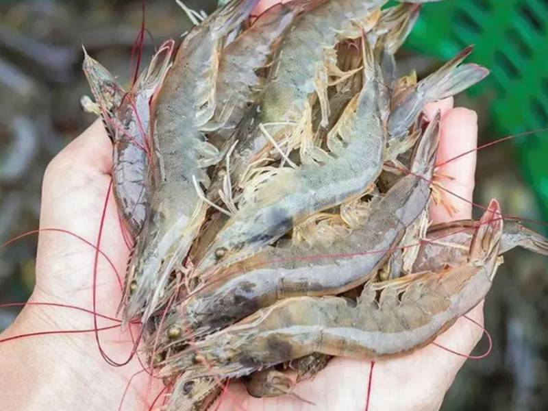 De acuerdo con la Andah, el volumen exportado en 2025 ascendió a 69,037,474 libras, mayor que las 63,680,419 libras de 2024. Imagen referencial de archivo.