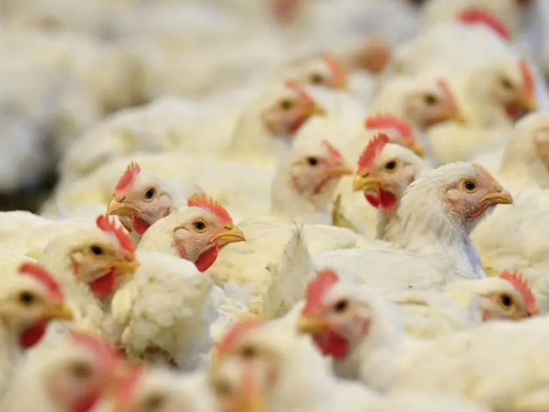 El titular del Senasa le recomendó a la población que denuncie cualquier síntoma extraño en las gallinas, como dificultad para respirar, caminar o muerte repentina. Imagen referencial de archivo.