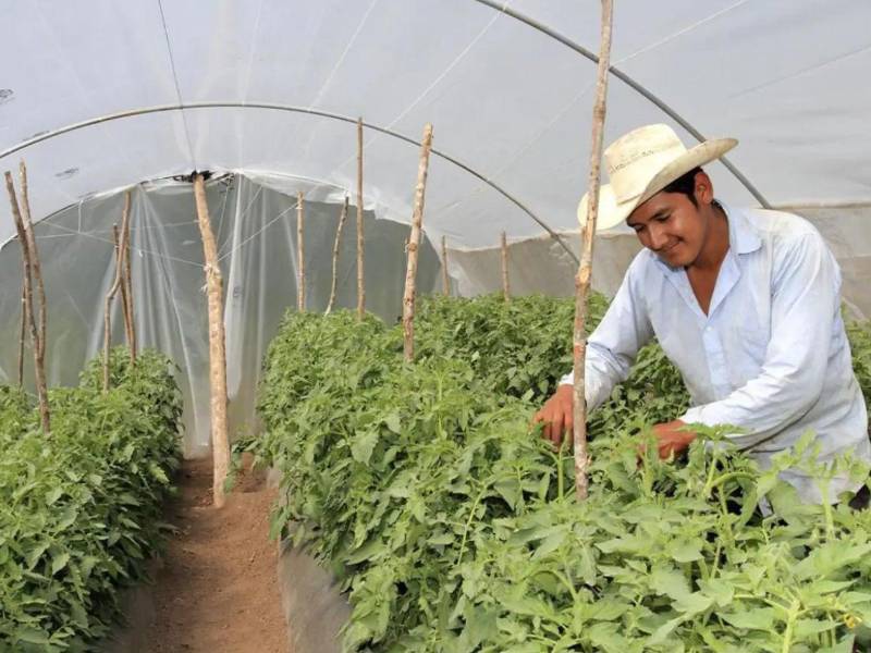 La iniciativa pretende facilitar inversiones que generen trabajo, incorporen tecnología y mejoren la competitividad de los productores, en un sector que aporta cerca del 13% del PIB.