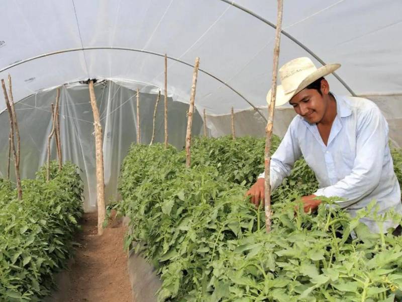 El PMA es el organismo de asistencia humanitaria más grande del mundo y se centra en salvar vidas en situaciones de emergencia, promover la prosperidad y construir un futuro sostenible.