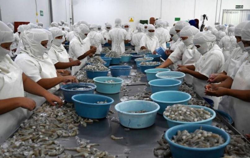 Industria camaronera hondureña en crisis: Nos toca pagar a nosotros 20% de arancel para que nuestro camarón ingrese a Taiwán
