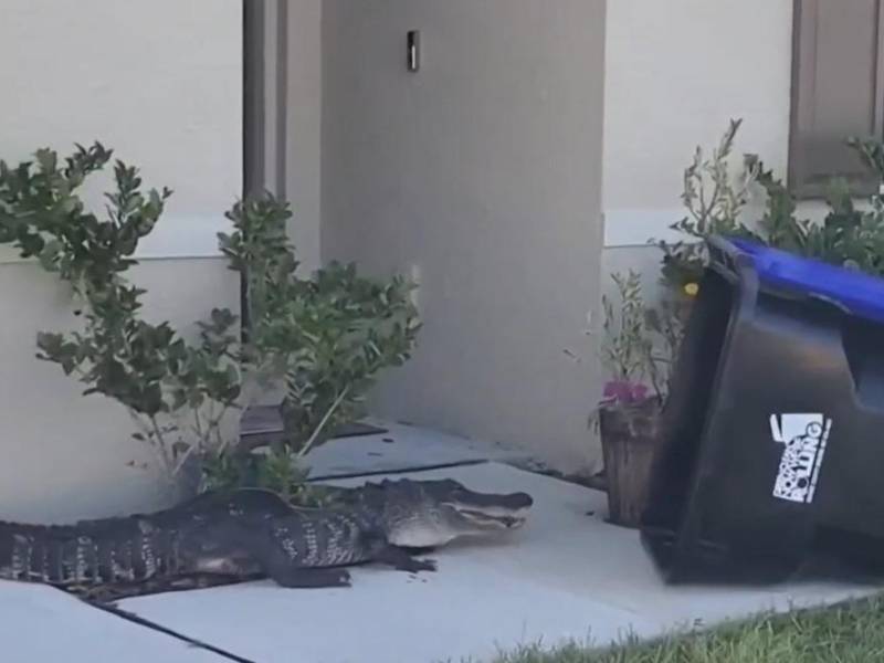 Video: Hombre atrapa caimán en bote de basura