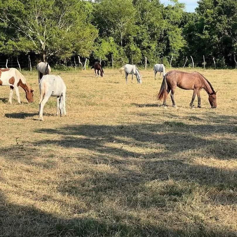 Refugio “Amor y Abrigo” anuncia que podría cerrar