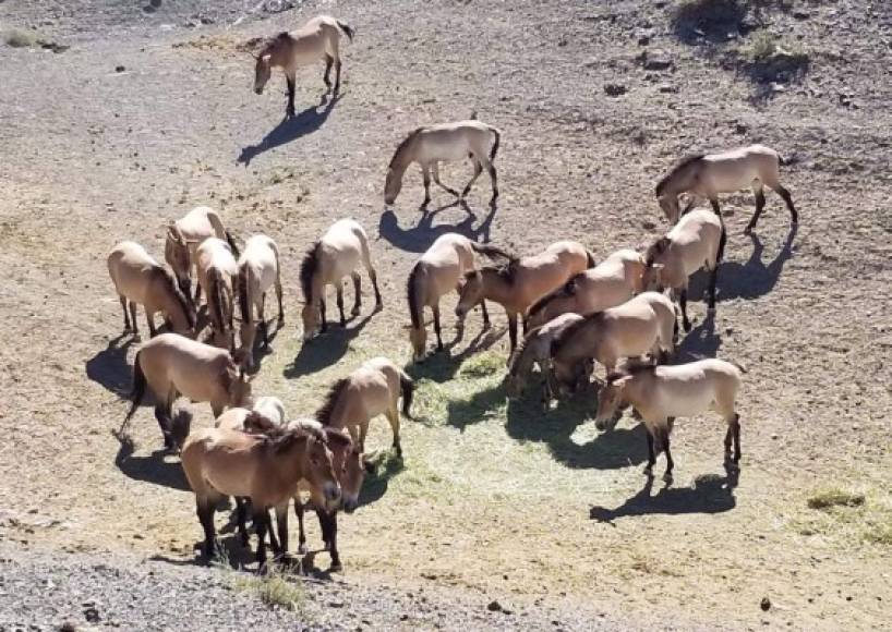 Caballos - En la lista de animales terrestres permitidos para el consumo humano también figuran otras especies como caballos, búfalos o camellos.