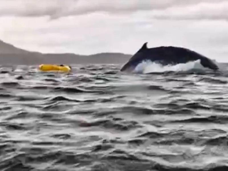 Un padre grabó el momento en que una ballena se tragó a su hijo mientras navegaban en kayak.