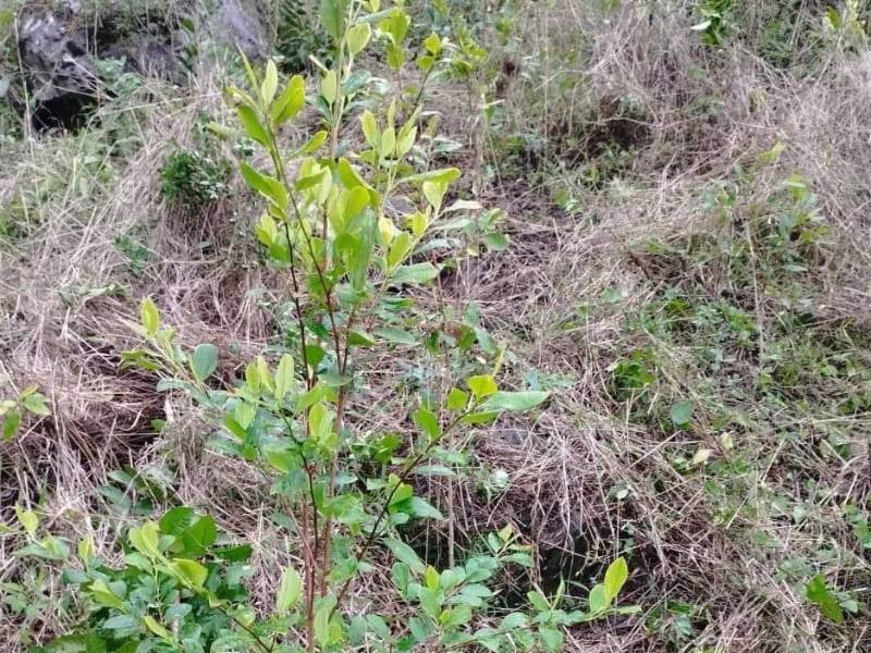 La plantación de hoja de coca fue descubierta en una zona montañosa de Olanchito.