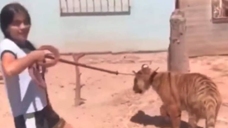 Video de la niña paseando a un tigre en Sinaloa, México