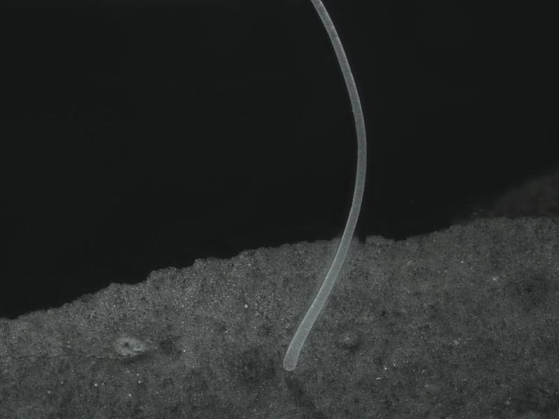 Sus imágenes en 3D posibilitan probar que todo el filamento es una única célula. Además de su “gigantismo”, la bacteria se revela también “más compleja” que sus congéneres.