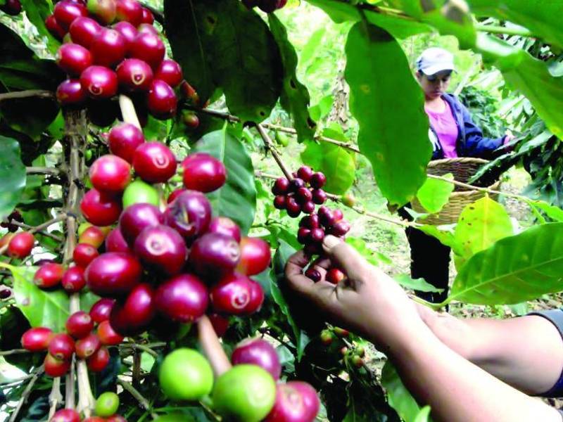 Archivo. Imagen referencial de corte de café en Honduras.