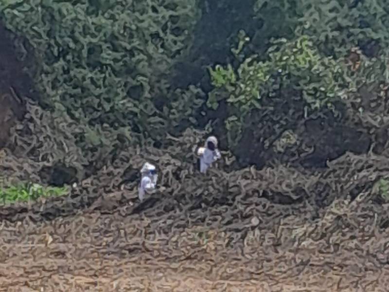 Un hondureño de 71 años murió este martes a causa de las picaduras de un enjambre de abejas africanas en una comunidad del Caribe de Honduras, informó la prensa local.