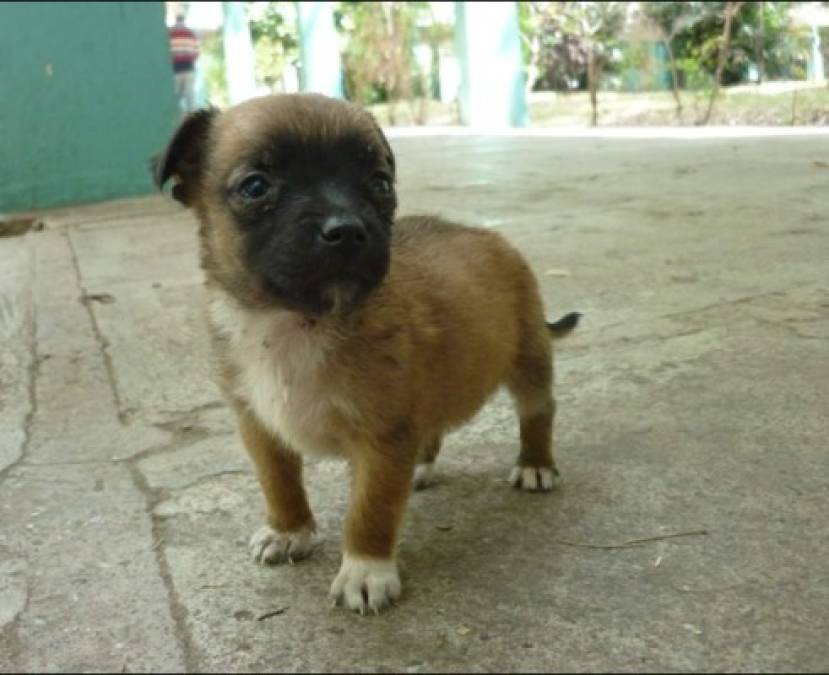 Mientras jugaba con el cachorro, este la mordió, lo que no sabían es el que el perro tenía rabia. <br/><br/>**imagen referencia**