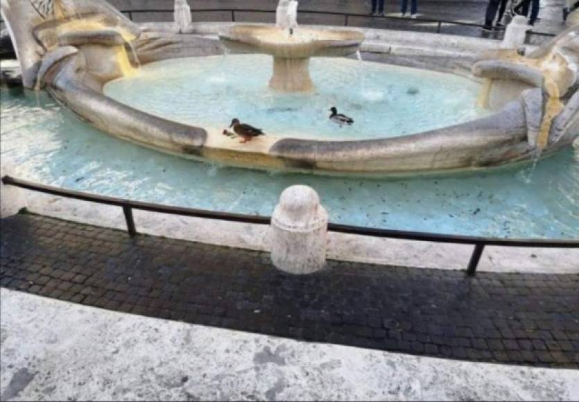 Unos patos disfrutando en la Barcaccia, corazón de Roma.