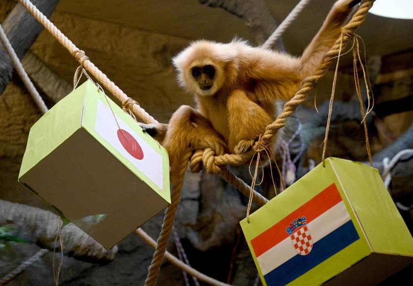 El mono Kent que está en el zoológico de Zagreb está realizando su intento por predecir este encuentro de octavos de final entre Croacia y Japón. 