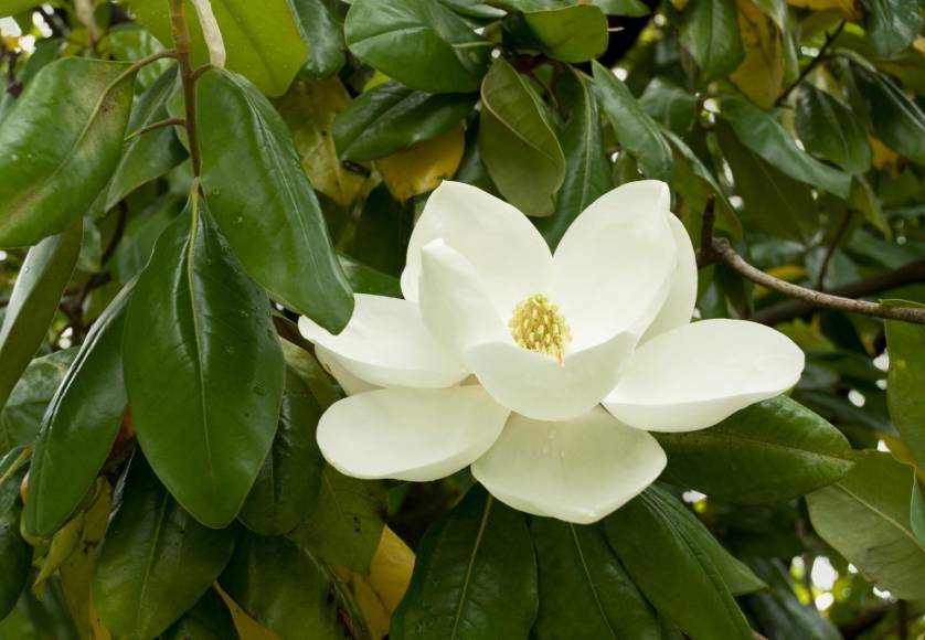 Su más reciente hito es por albergar una especie de árbol de magnolia único en la región y por tener ejemplares de al menos diez especies distintas en un solo sitio.