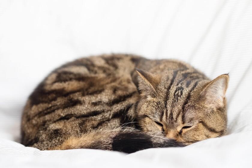 ¡Alerta! estas son las señales de que un gato podría morir pronto
