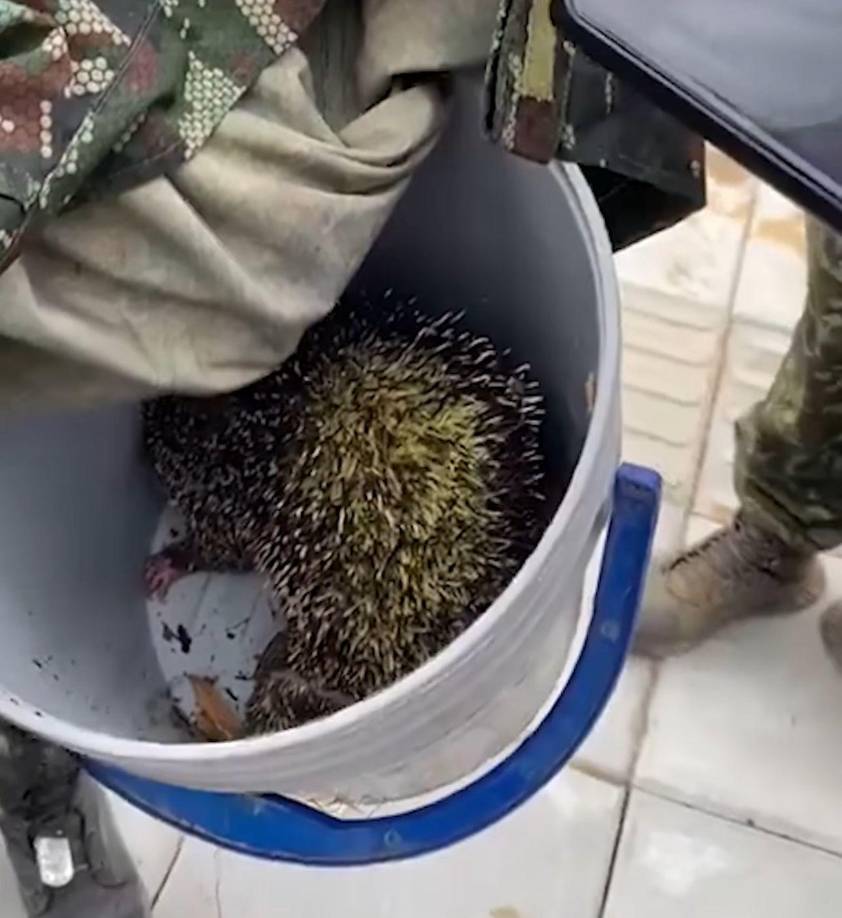Cabe mencionar que, varios frailejones de más de 300 años de antigüedad también han sido consumidos por el fuego que pone en riesgo la vida silvestre y el abastecimiento de agua de poblaciones de Santander y Cundinamarca en Colombia. 