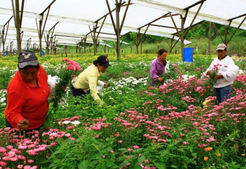 Muchas mujeres se dedican a la siembra y cuidado de diversos tipos de flores en Siguatepeque.