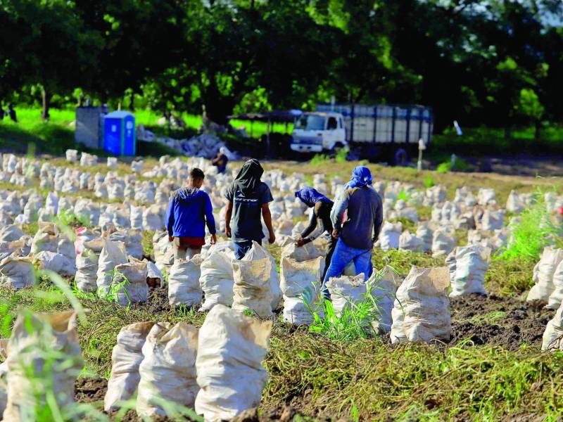 <b>La producción nacional se ha visto afectada con la falta de mano de obra. Foto: Melvin Cubas.</b>