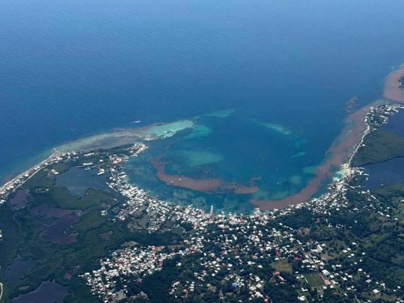 La toma aérea muestra la vasta extensión de sargazo que cubrió las costas de Utila en los últimos días.
