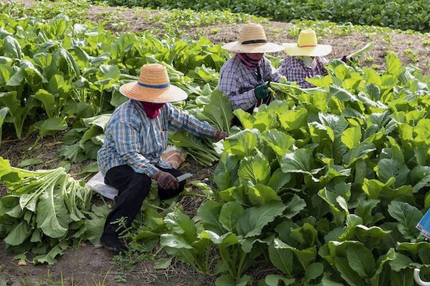 Aumenta cifra de demandas laborales y administrativas en Honduras