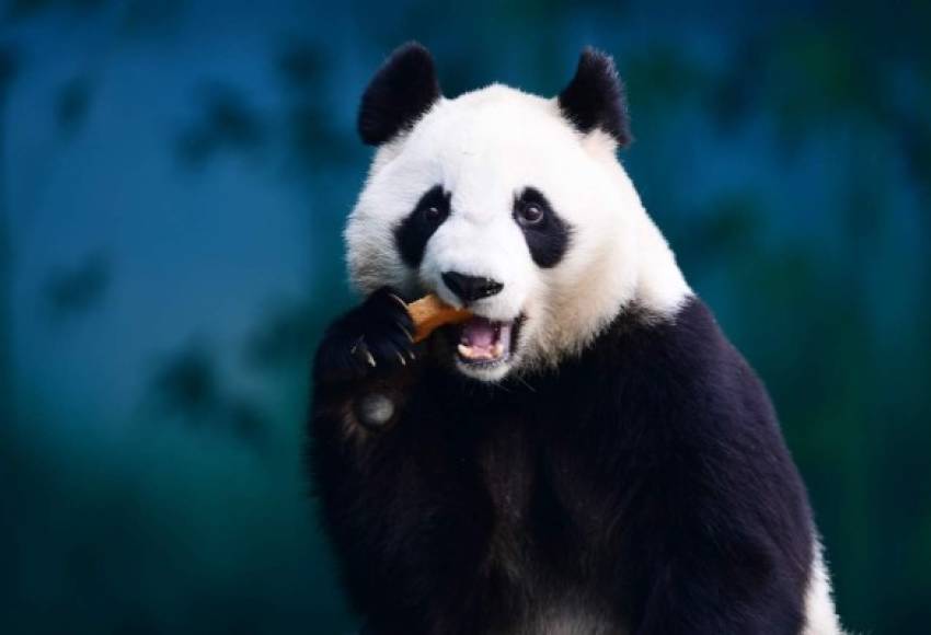 CHINA. <br/>El panda se alimenta. Un panda come un pedazo de pan en el jardín de un zoológico de Shenyang.