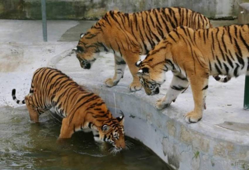 Durante varios años Joya Grande tuvo, entre otras especies, 17 tigres y 12 jaguares.