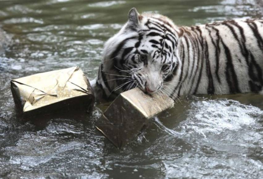 Una tigresa en Francia muerde sus regalos.