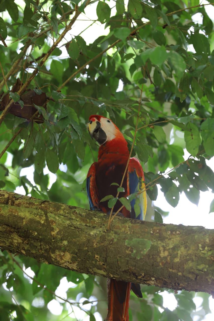 Así vivió La Ceiba la segunda liberación de guacamayas rojas en el río Cangrejal
