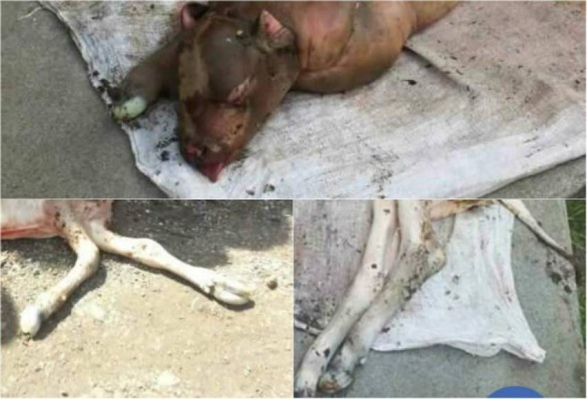 Una vaca dio a luz a dos animales con 'cara de cerdo o perro' en el municipio de San José de Colinas, departamento de Santa Bárbara, zona occidente de Honduras.<br/>