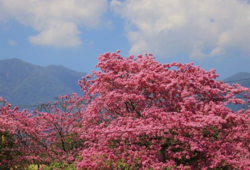 Las flores de macuelizo enmarcan naturalmente la cordillera El Merendón en San Pedro Sula. Foto Melvin Cubas.