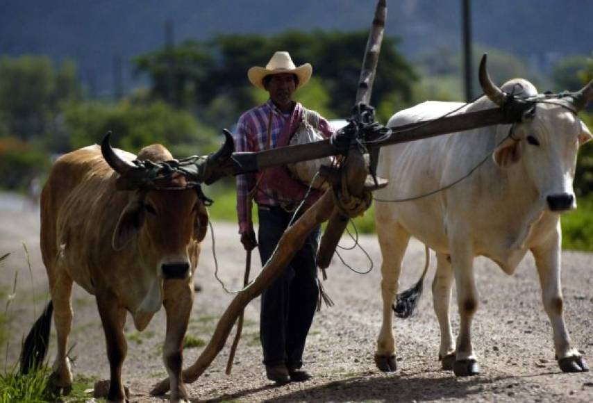En los pueblos del interior de Honduras utilizan yuntas de bueyes para arar la tierra antes de cultivarla.