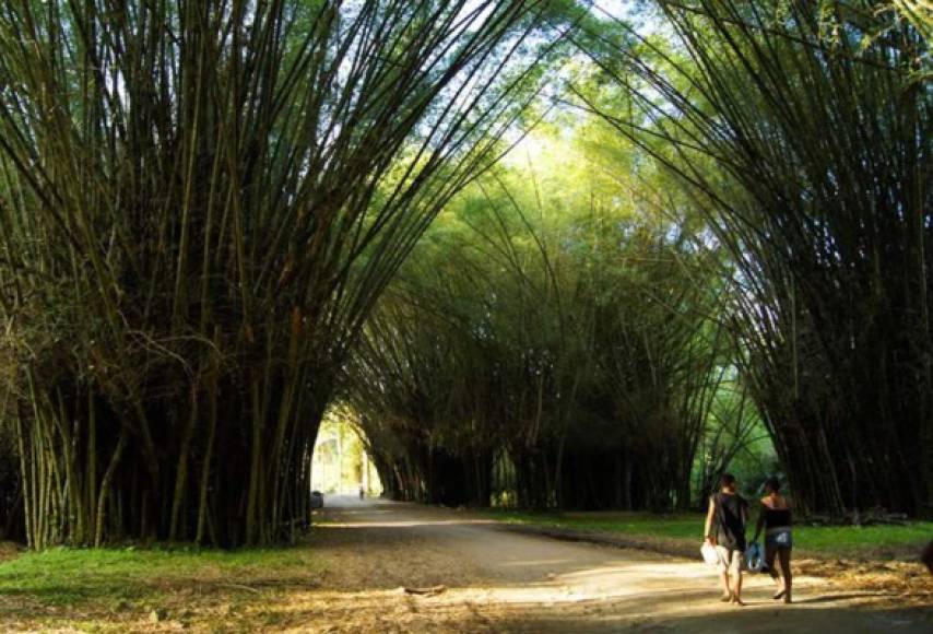 El Jardín Botánico Lancetilla está situado en la costa del mar Caribe, a unos 7 kilómetros al sureste de Tela, tiene una extensión de 1681 hectáreas, de las cuales 1261 ha son de una reserva de naturaleza. Honduras Tips