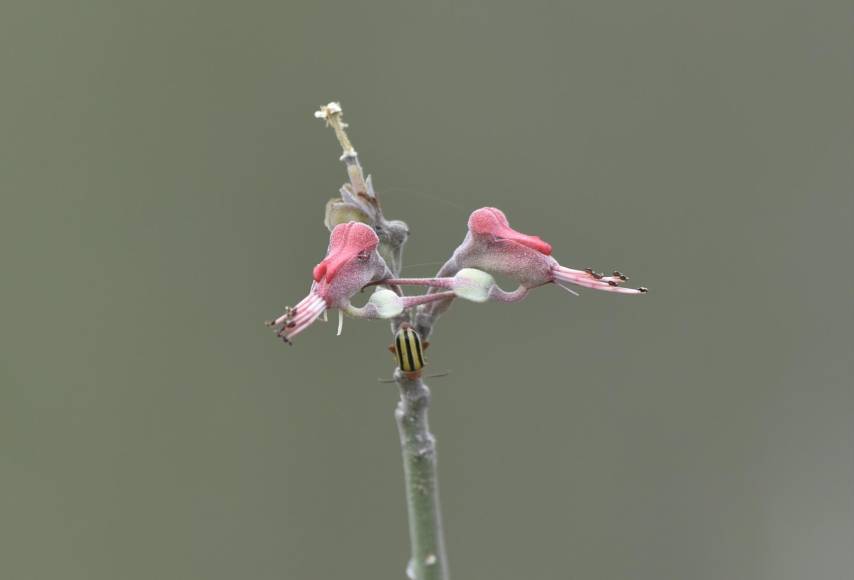 El pie de niño, es la flor más apetecida por los colibríes, solo donde esta esta planta es más fácil poder avistarlos.