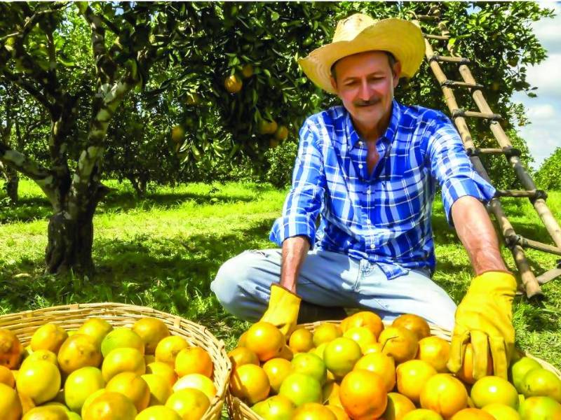La producción de naranjas en Honduras cayó en los últimos años. Pasando de producir entre 250,000 y 300,000 toneladas métricas a principios de los 2000 a 100,000 en la actualidad.