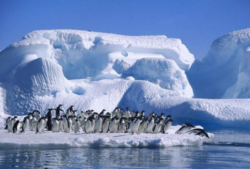 Expertos dicen que una colisión podría devastar su vida silvestre, que incluye pingüinos, focas y albatros.