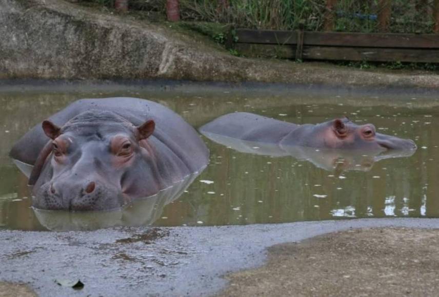 Cuatro hipopótamos, dos de ellos nacidos en el ecoparque.