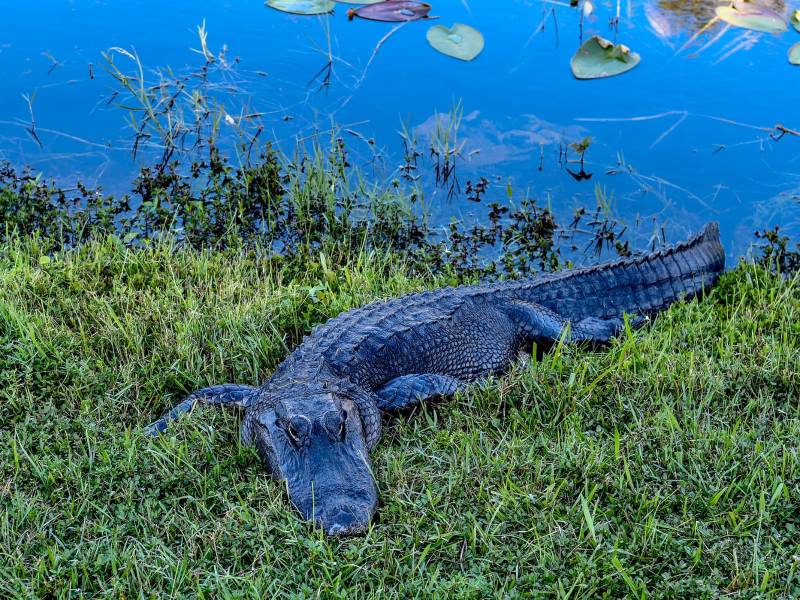 Es el segundo ataque mortal de un caimán en el condado de Beaufort .